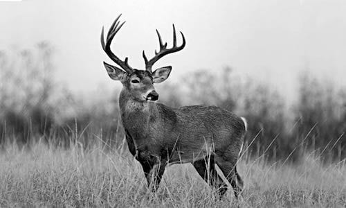 Eric Henderson Talks About The Texas Parks & Wildlife Test Hunt With Big Bore Air Rifles