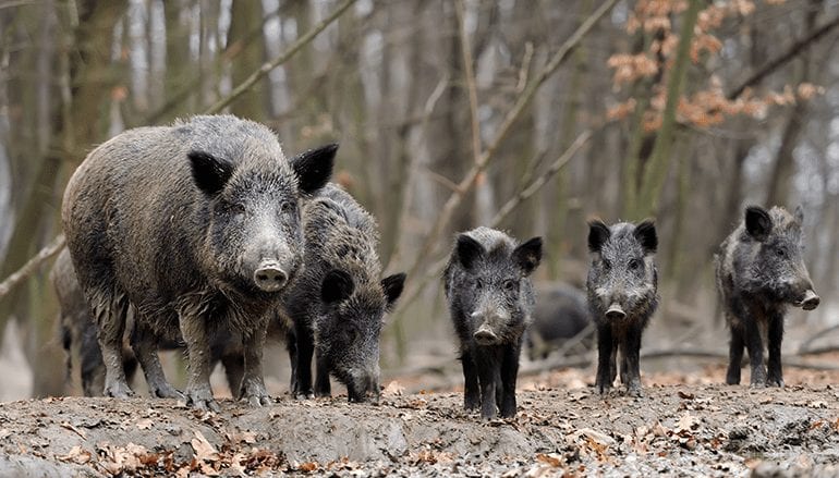 Video Review: Calling Pigs & Airgun Hunting