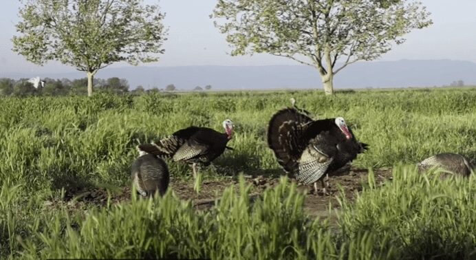 AIRGUN TURKEY Hunting, Cleaning, and Cooking