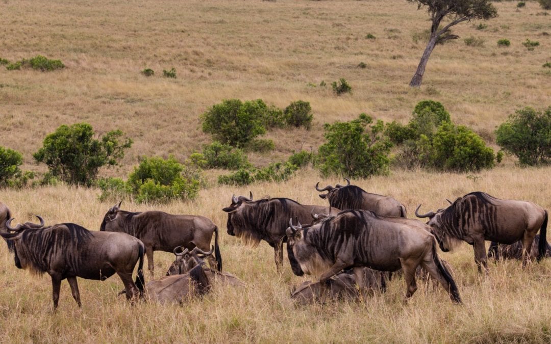 Hunting Blue Wildebeest with an Air Rifle