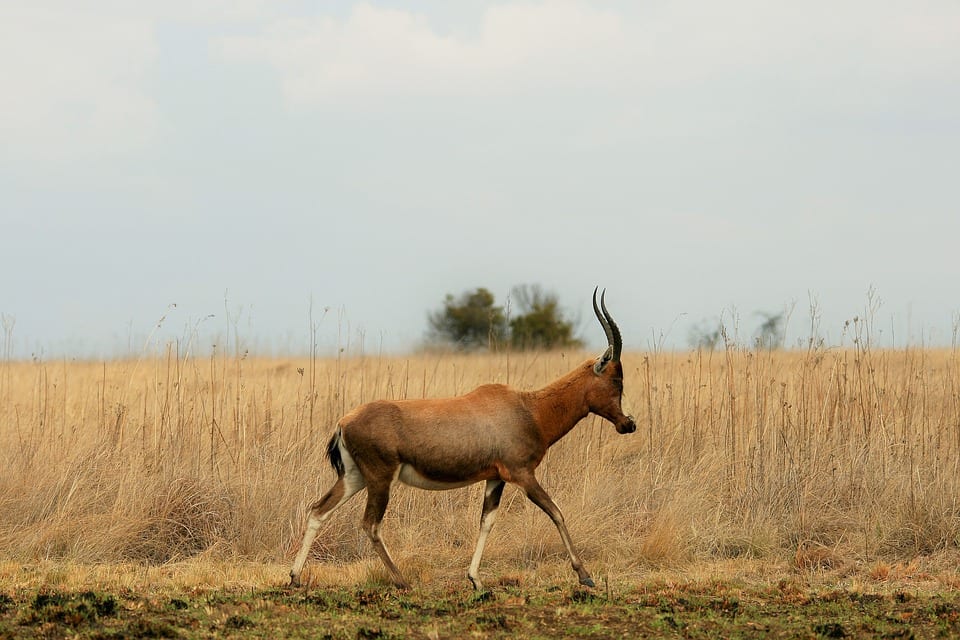 A Blesbok roams through a field