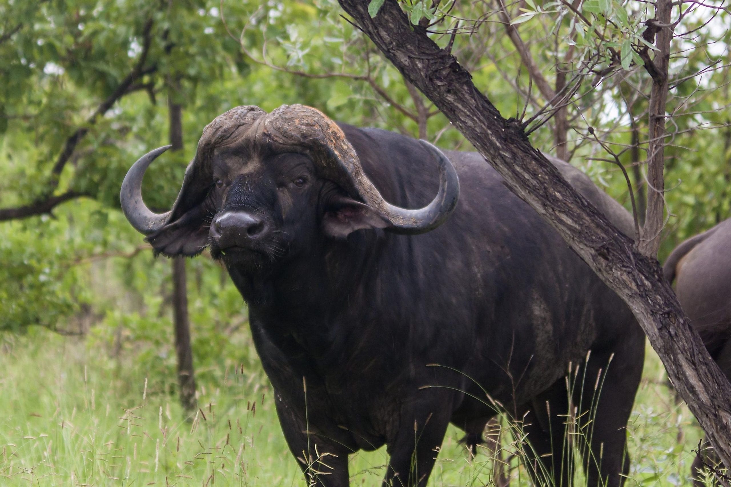 Cape buffalo with long horns and dark fur.