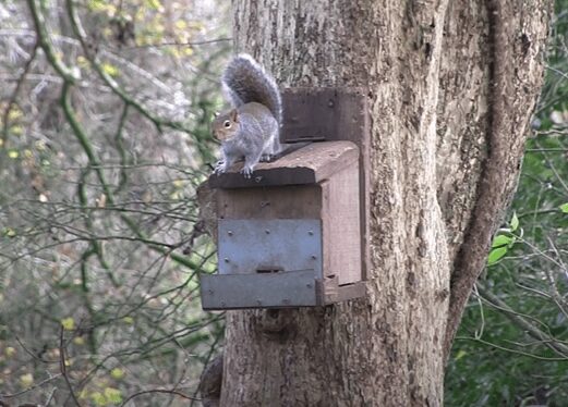 Squirrel sits on top of feeder