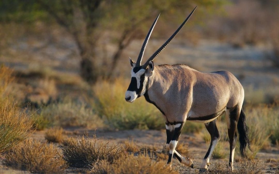 Airgun hunting Oryx in South Africa