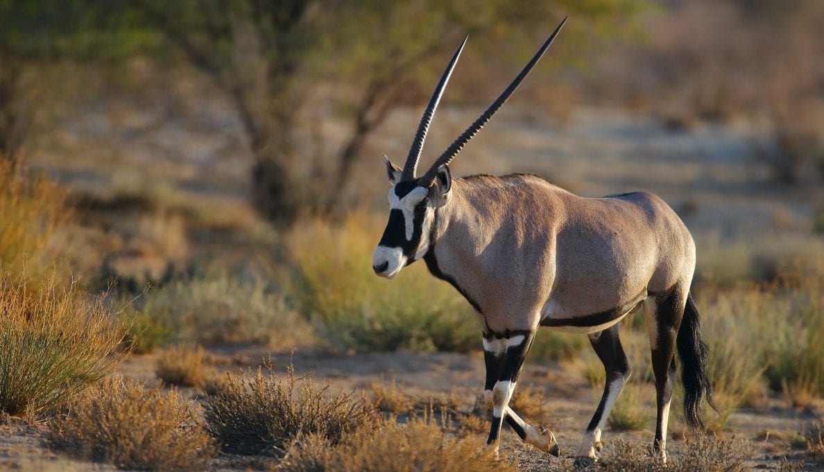 Oryx walking