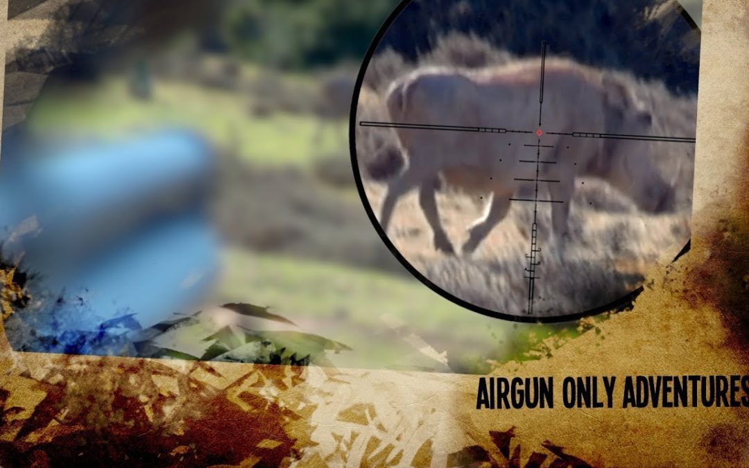 Warthog with a Big Bore Airgun – South Africa Series, Episode 1