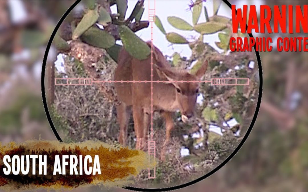 Kudu Cow Hunting with a 45 Airgun!