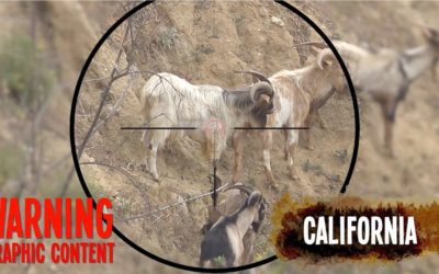 Mountain Goat Hunting with Bushbuck 45