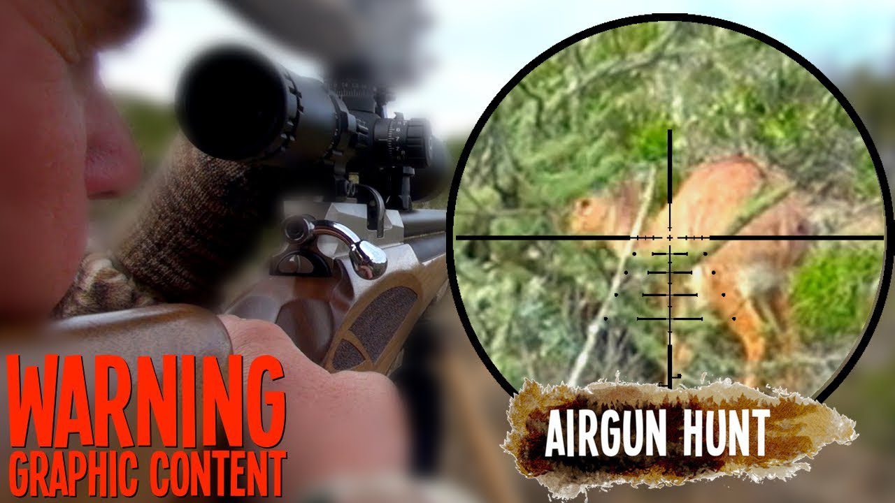 Cal Airgun Takes Duiker And Steenbok Airgun Hunting Legion
