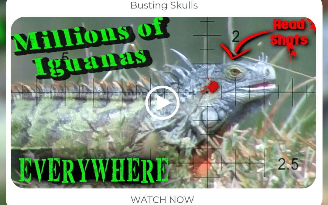 BUSTING SKULLS – Extreme Iguana