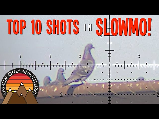 10 Bird Hunt Shots in Slow Motion