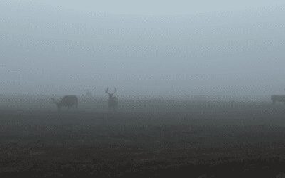 Mule Deer Hunt With Airguns